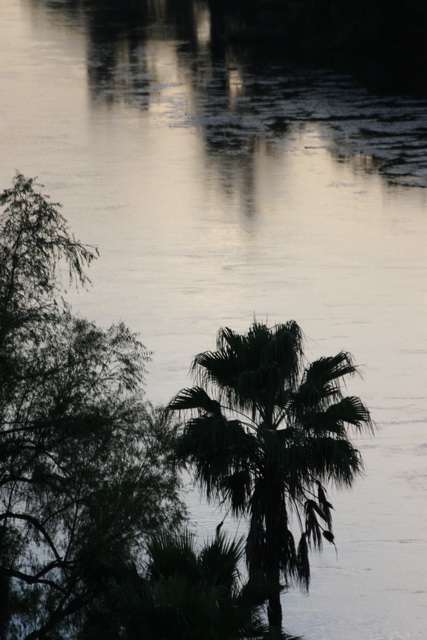 El Fuerte River Palm in El Fuerte, Mexico