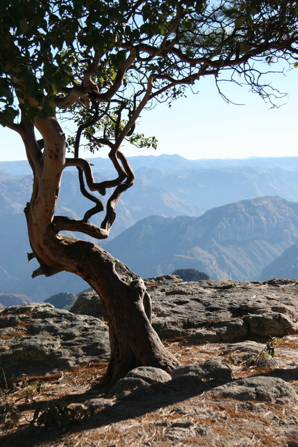 Twisted Tree in Copper Canyon, Mexico