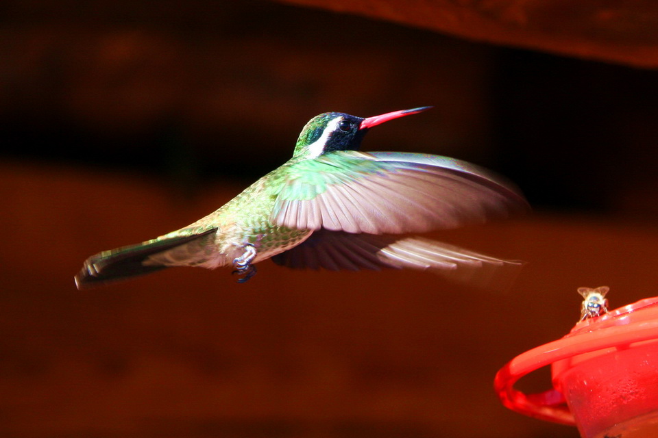 Mexican Hummingbird in Copper Canyon, Mexico
