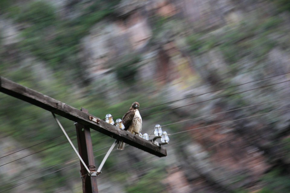 Bird on a Wire in Copper Canyon, Mexico