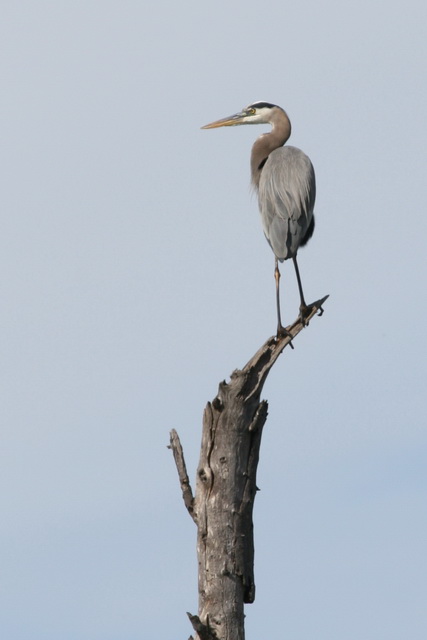 Grey Heron in El Fuerte, Mexico