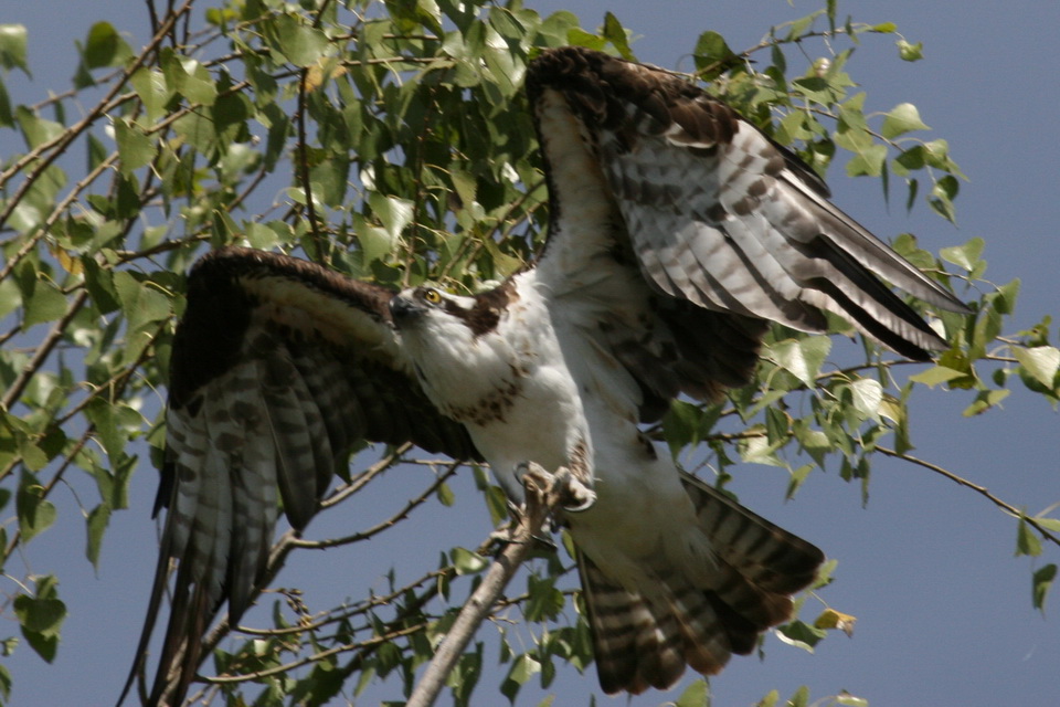 Osprey in El Fuerte, Mexico