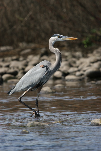 River Heron in El Fuerte, Mexico