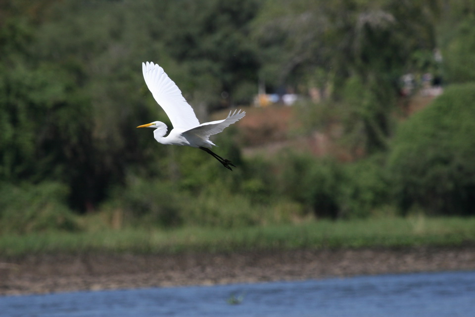 In Flight in El Fuerte, Mexico