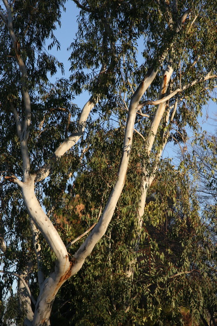 Eucalyptus Tree in Scottsdale, Arizona