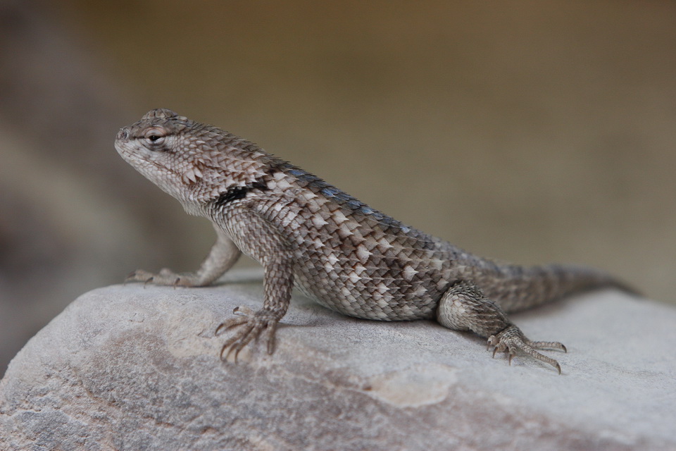 Little Lizard in Las Vegas, Nevada