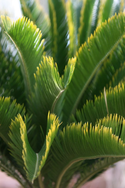 Palm Fronds in Las Vegas, Nevada