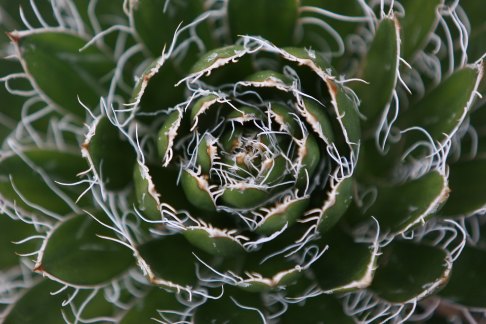 Small Cactus in Las Vegas, Nevada