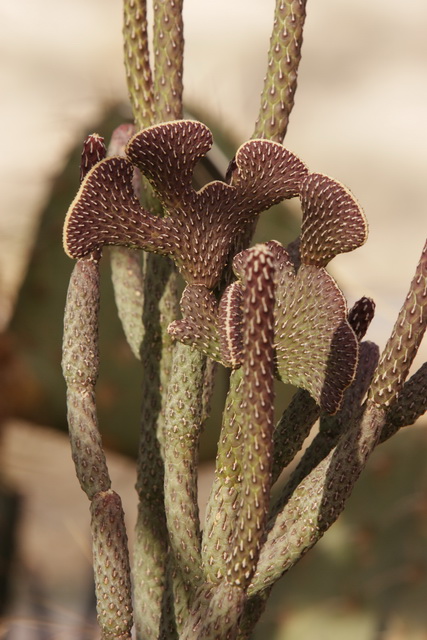 Flathead Cactus in Las Vegas, Nevada