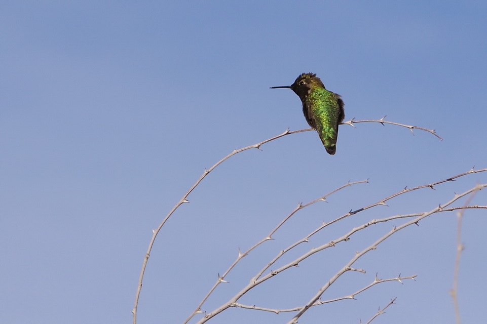 Neon Hummingbird in Las Vegas, Nevada