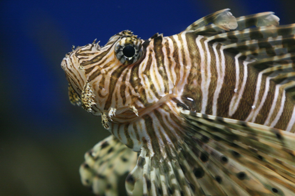 Las Vegas Fish in Las Vegas, Nevada