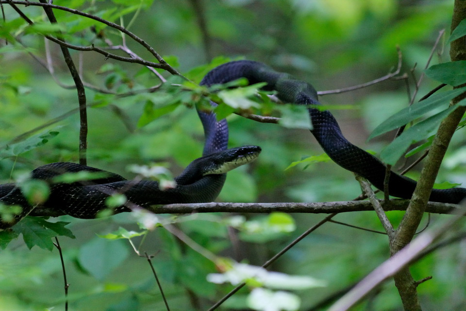 Tree Snake in Atlanta, Georgia