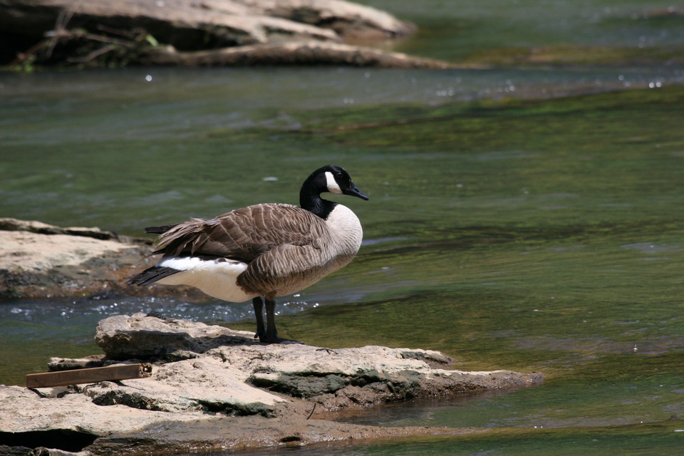 Goose on a Rock in Atlanta, Georgia