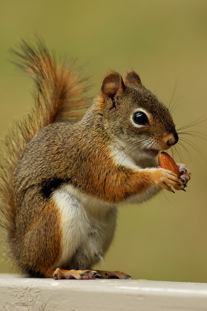 Simon the Squirrel in Highlands, North Carolina