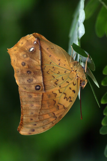 Butterfly or Leaf in Callaway Gardens, Georgia