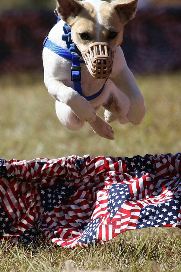 Flying Pup in Callaway Gardens, Georgia