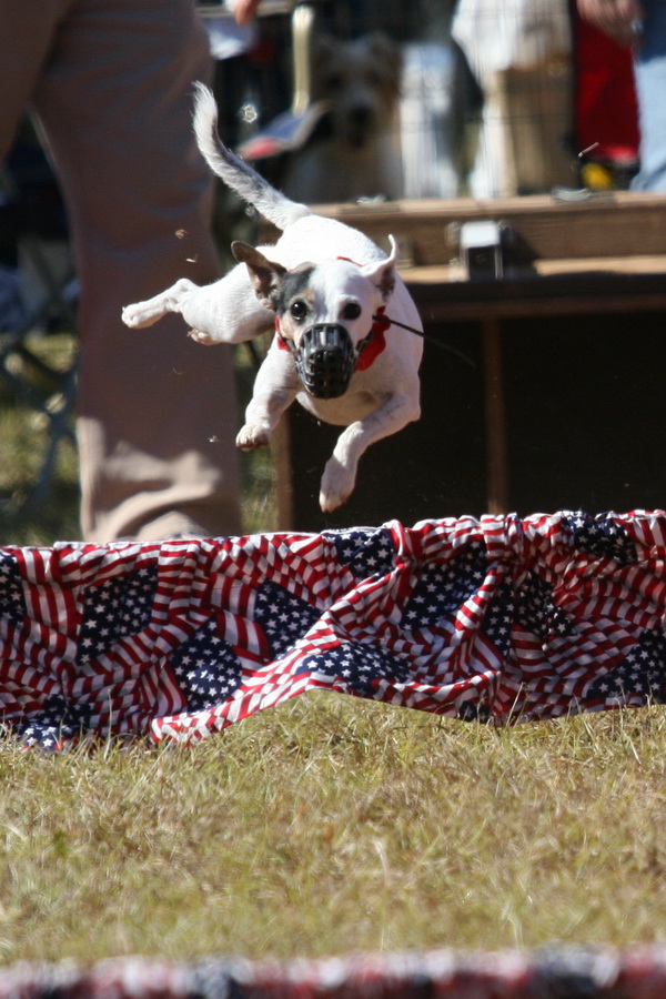 Jack Russell In Flight in Callaway Gardens, Georgia