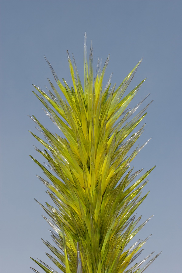 Like a Yucca in Phoenix, Arizona