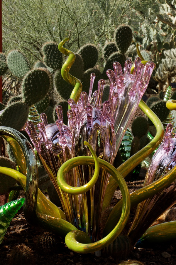 Glass and Prickly Pear in Phoenix, Arizona