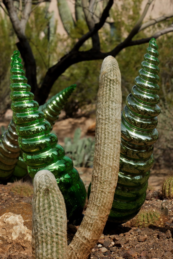 Which is a Cactus? in Phoenix, Arizona