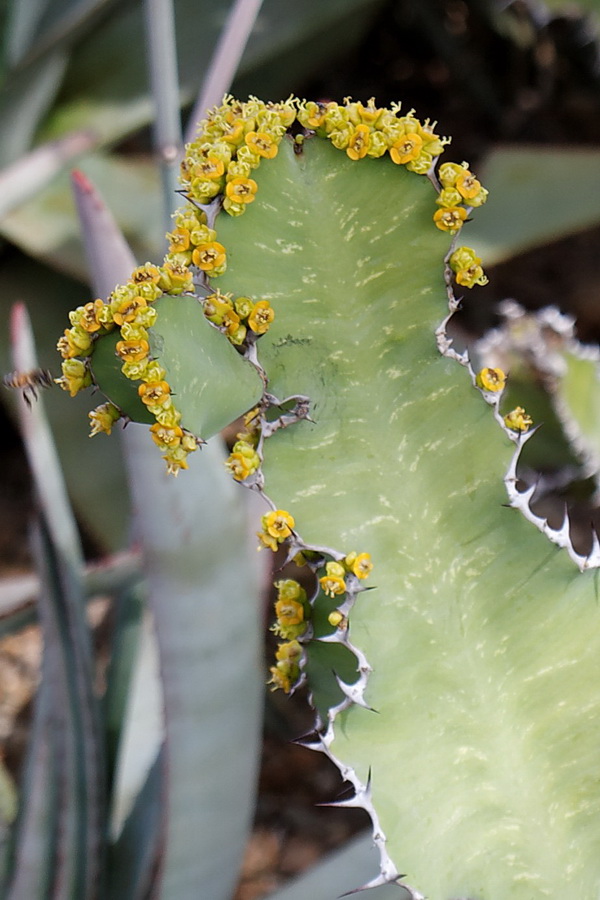 Little Flowers in Phoenix, Arizona