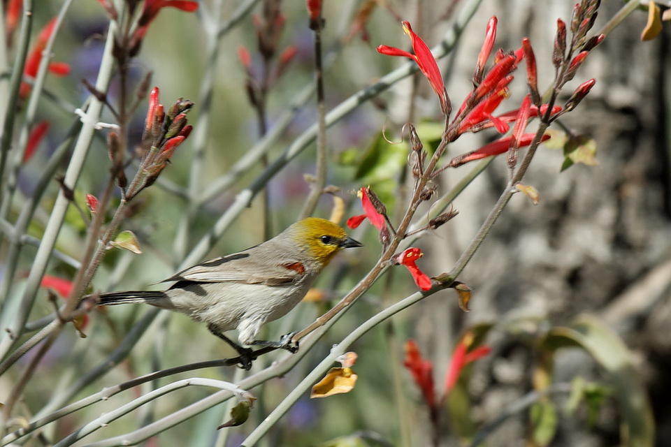 Desert Bird in Phoenix, Arizona