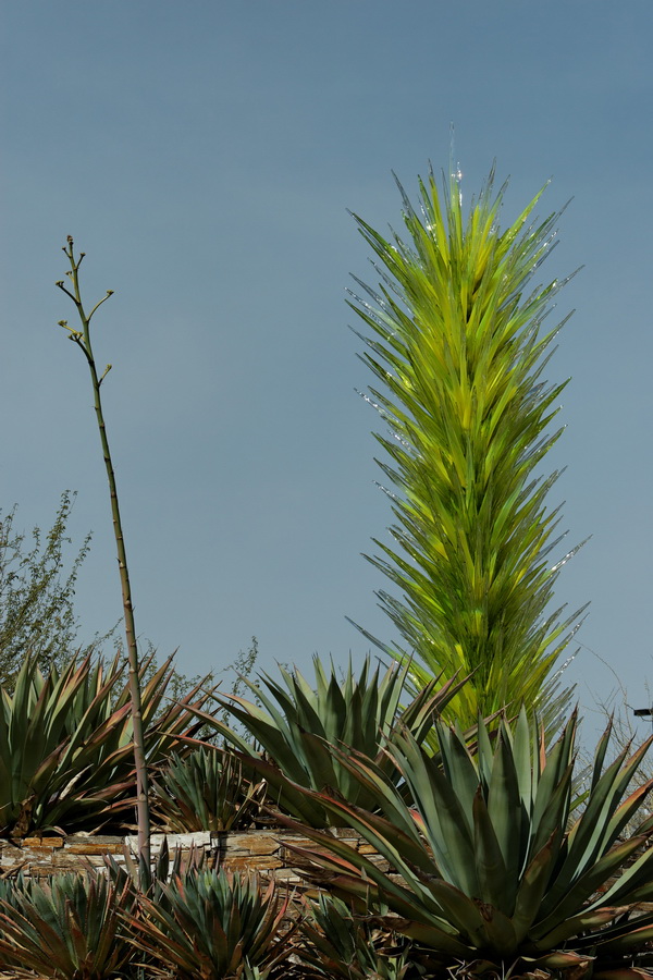 Agave and Glass in Phoenix, Arizona