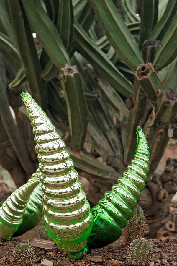 Glass Cacti in Phoenix, Arizona