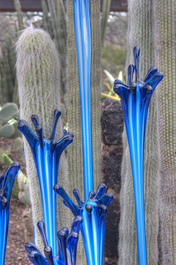 Old Men Cactus in Phoenix, Arizona
