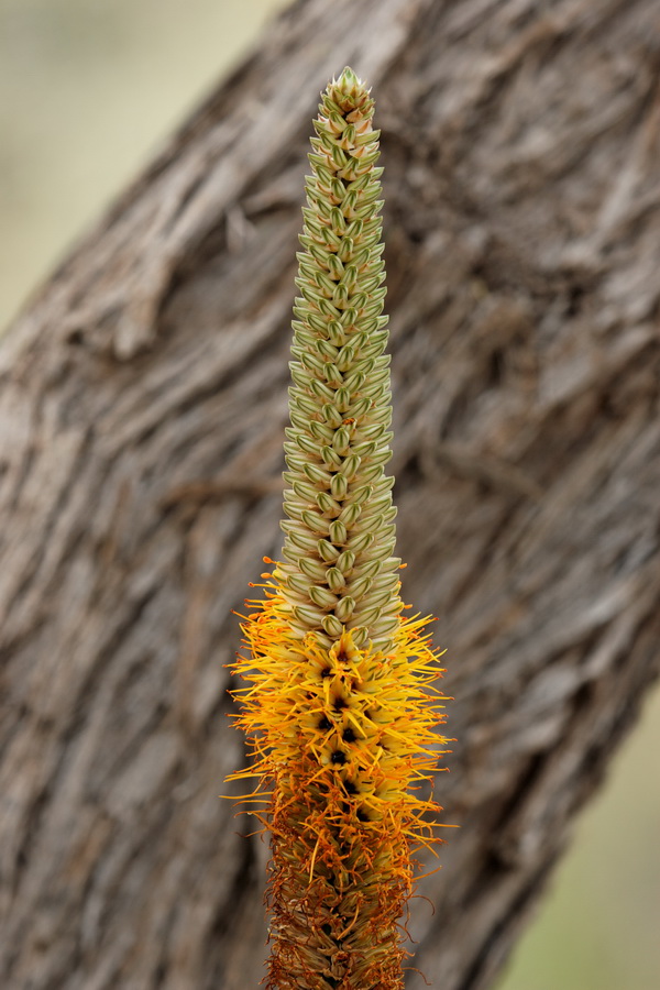 Cactus Stalk in Phoenix, Arizona