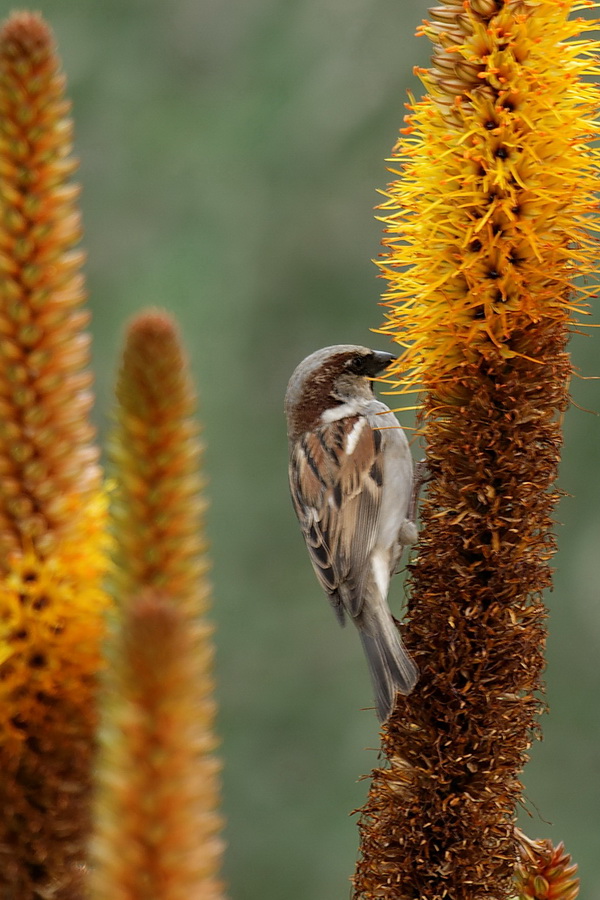 Cactus Dinner in Phoenix, Arizona