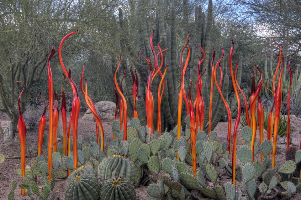 Scorpion Tails and Bamboo in Phoenix, Arizona