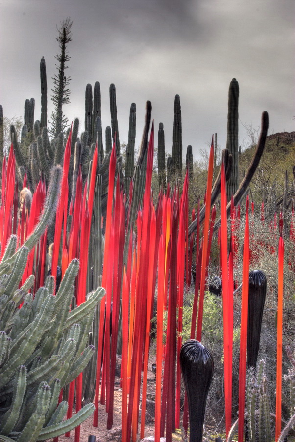 Red Reeds in Phoenix, Arizona
