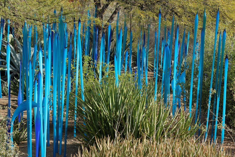 Blue Reeds in Phoenix, Arizona