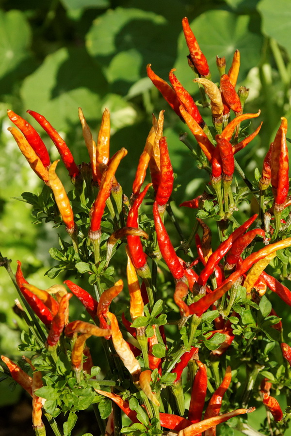 Hot Stuff in Phoenix, Arizona