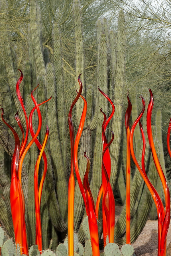 Scorpion Tails in Phoenix, Arizona
