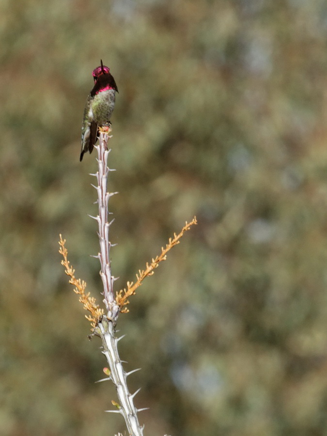 Purple Throat in Superior, Arizona