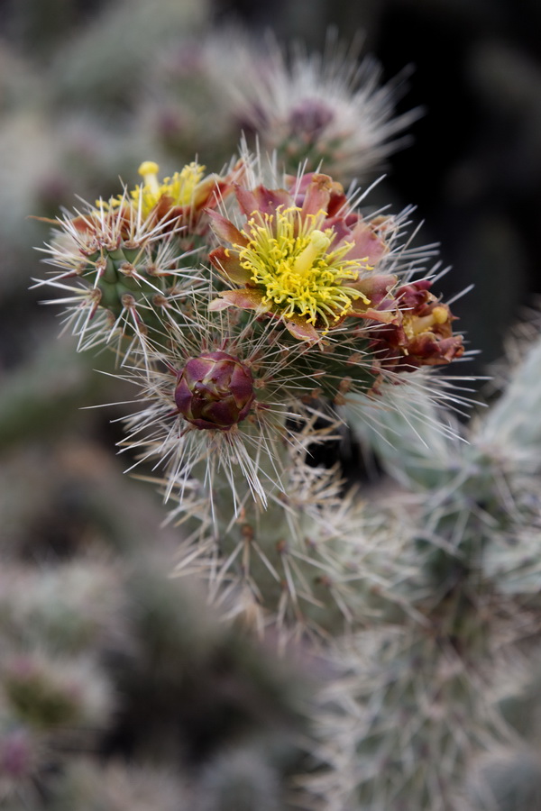 Spiny Flower in Phoenix, Arizona