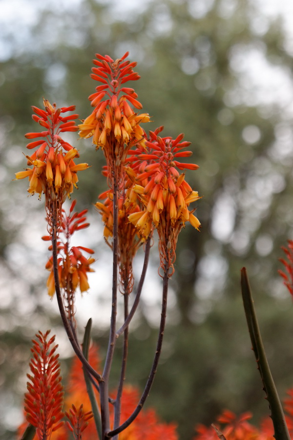 Cactus Color in Phoenix, Arizona
