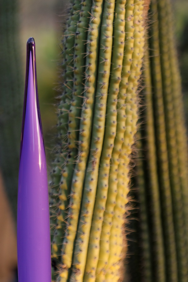 Spines Big and Small in Phoenix, Arizona