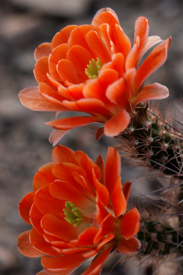 Soft and Sharp in Phoenix, Arizona