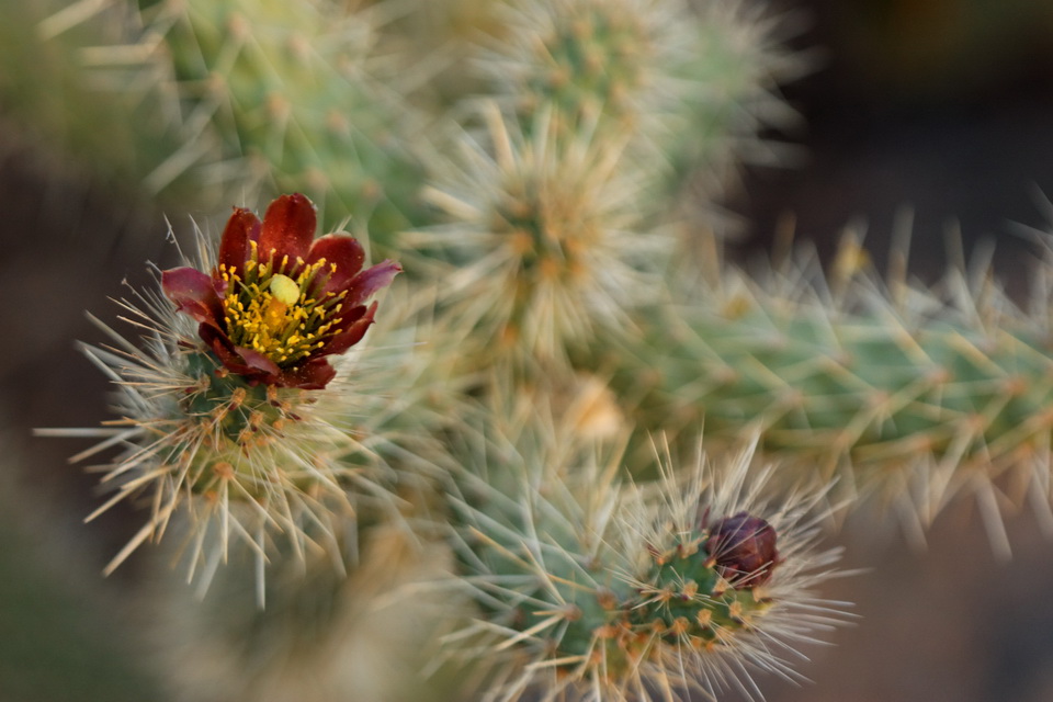 Small Flower in Bed of Spines in Phoenix, Arizona