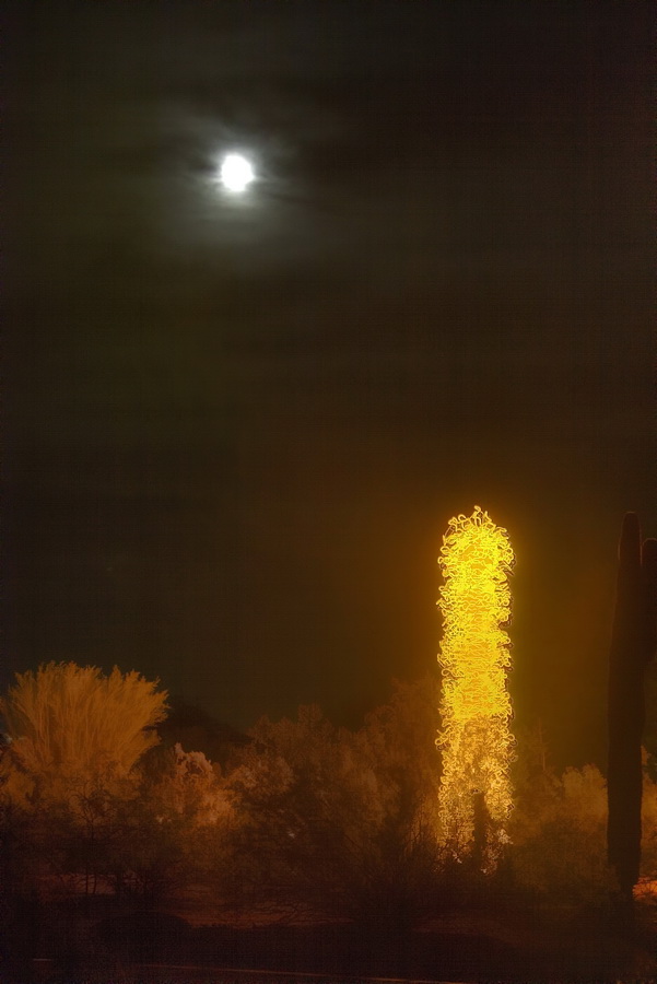 Yellow Desert and Moon in Phoenix, Arizona