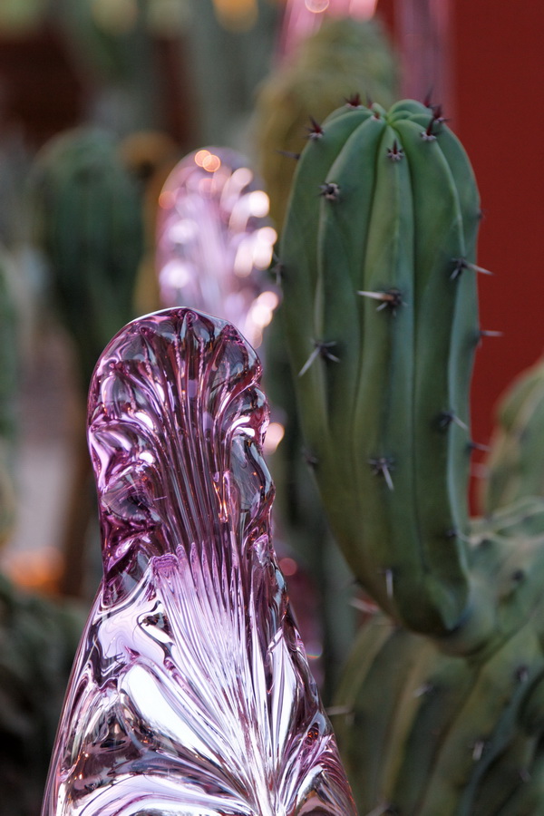 Purple Cactus? in Phoenix, Arizona
