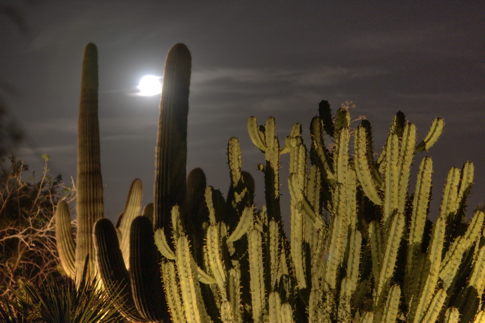 Cactus Moon in Phoenix, Arizona