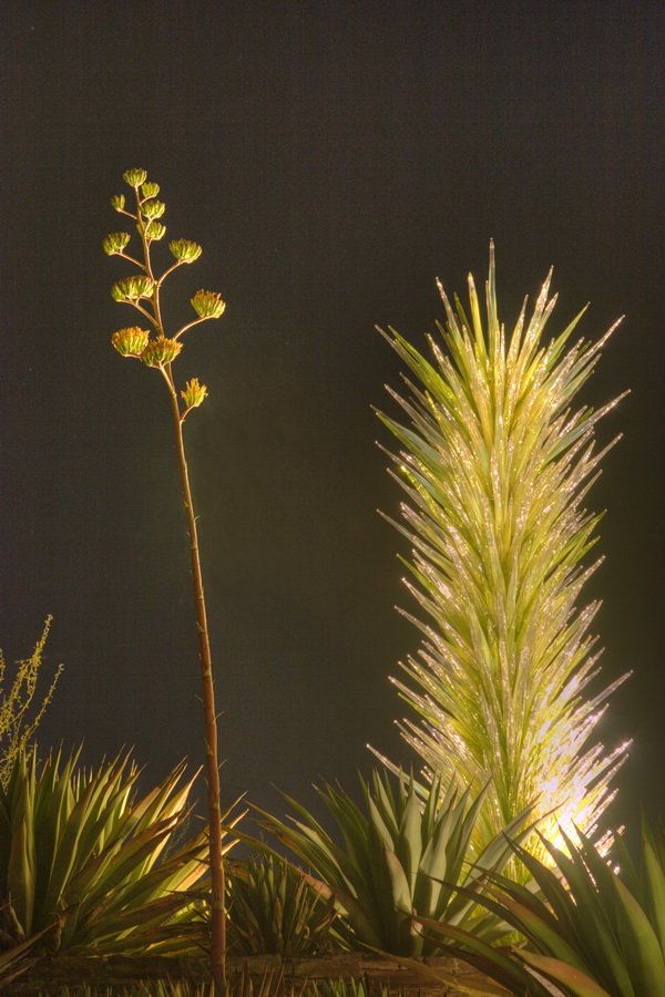 Agave and Blossom Stalk in Phoenix, Arizona