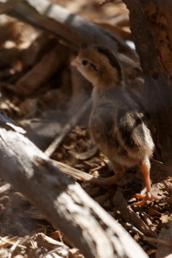 Quail Chick in Phoenix, Arizona