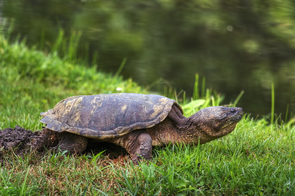 Laying Eggs in Highlands, North Carolina