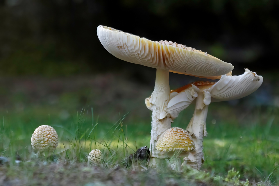 Forest Family in Highlands, North Carolina