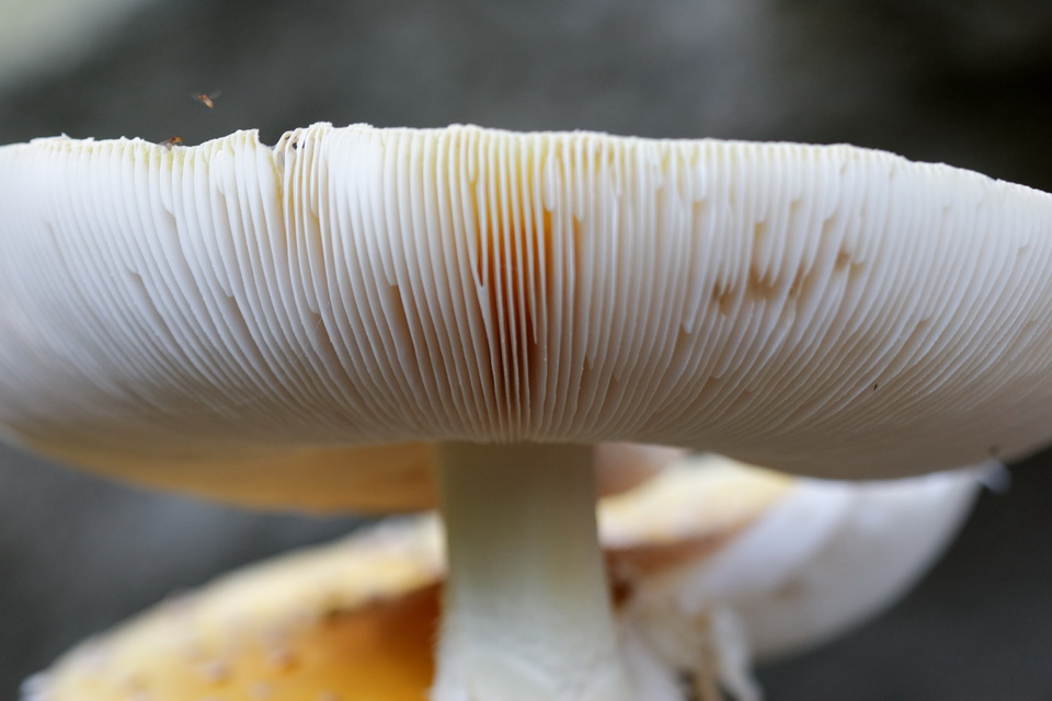 Shroom Gills in Highlands, North Carolina